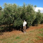 Olivový pleťový krém Kvitok (recenze)