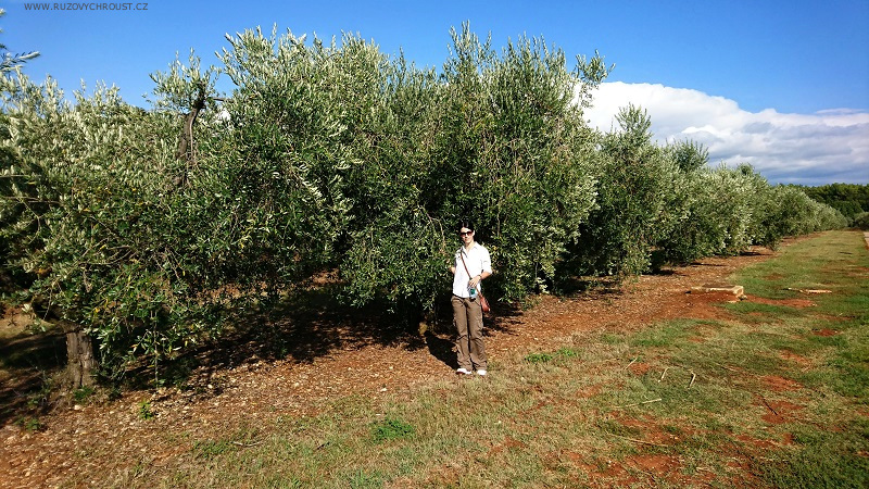 Olivový háj