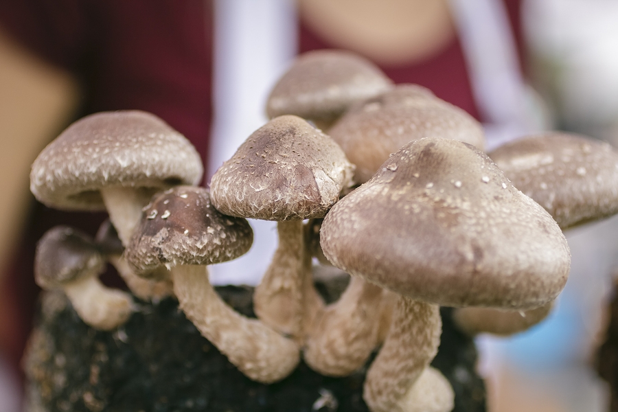 houby, které chutnají, ale i léčí