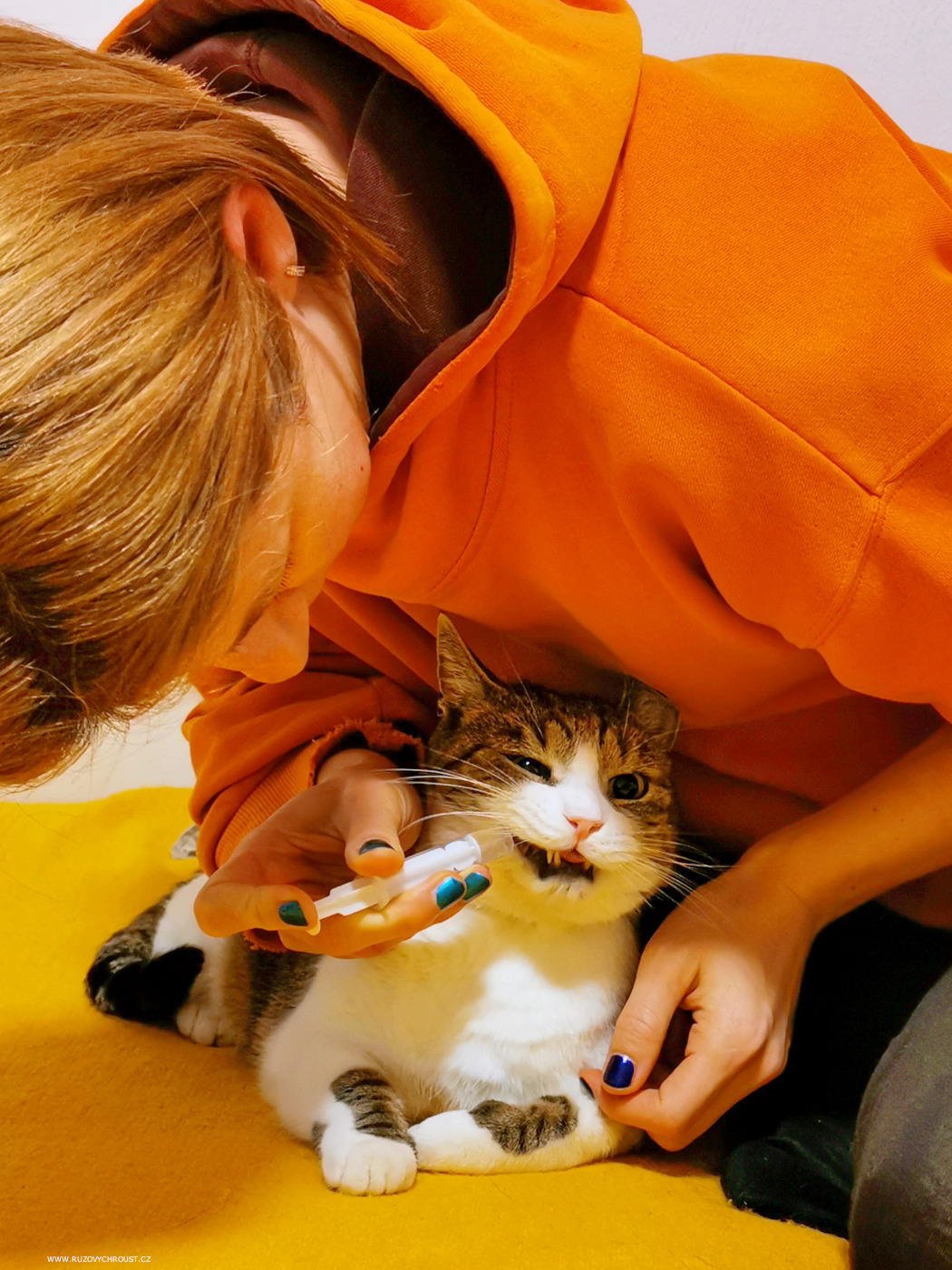 Jak vyléčit kočičí rýmu koloidním stříbrem - zkušenosti s chronickou rýmou u kocourka