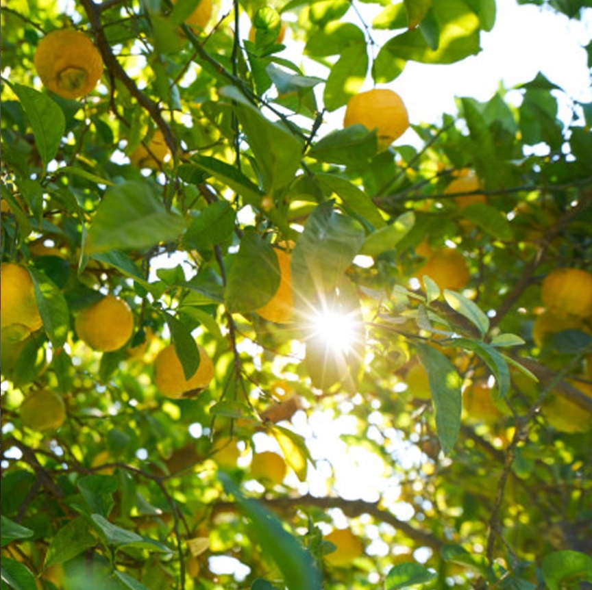 pomerančovníkový strom