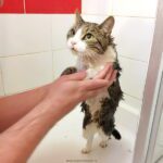 Tuhý kočičí šampon Soaphoria (recenze)